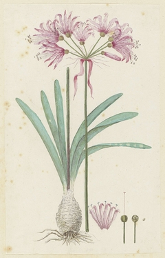 Nerine, met detailstudies van de bloeiwijze