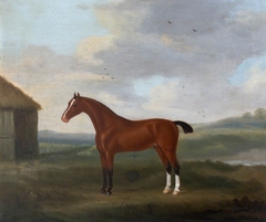 'Sampson', a Bay Horse, with two white socks by Francis Sartorius