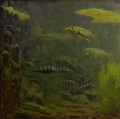 Snoeken en baarzen in een aquarium by Gerrit Willem Dijsselhof