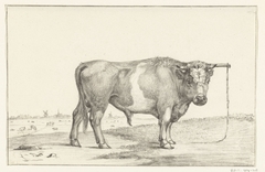 Staande stier, naar rechts by Jean Bernard