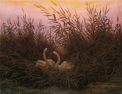 Swans in the reeds at the first dawn