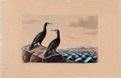 Two Great Cormorants by Ferdinand von Wright