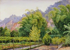 View in Mr Morit's Garden at Petropolis, Brazil by Marianne North