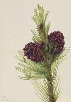 Whitebark Pine (Pinus albicaulis) by Mary Vaux Walcott