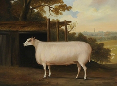 A Prize Sheep by a Shelter by Thomas Weaver