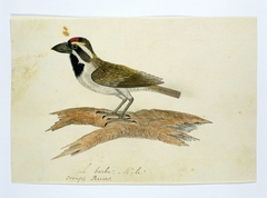 Baardvogel (Tricholaema leucomelas)
