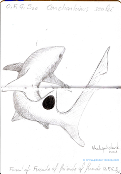 Carnet Bleu: Encyclopedia of…shark, vol.XII p8 - by Pascal by Pascal Lecocq