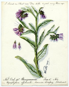 Common Comfrey (Boraginaceae Symphytum officinale) - William Catto - ABDAG016128 by William Catto