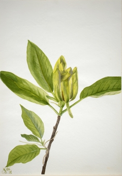 Cucumber Tree (Magnolia scuminata) by Mary Vaux Walcott