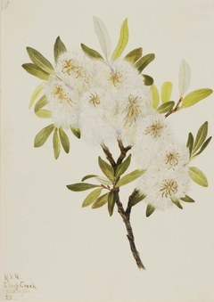 Drummond Willow (Salix drummondiana) by Mary Vaux Walcott