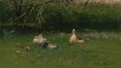 Ducks in the Grass near a Ditch