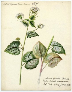 Garlic-mustard or sauce-alone (Alliaria petiolata) - William Catto - ABDAG016229 by William Catto