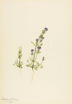 Gentiana propingua by Mary Vaux Walcott