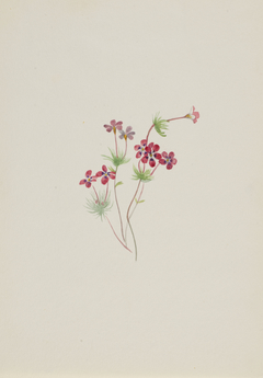 Gilia linanthus parviflorus by Mary Vaux Walcott