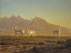 Prong-Horned Antelope with the Grand Tetons Beyond
