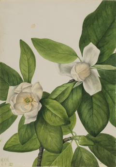 Sweetbay (Magnolia virginiana) by Mary Vaux Walcott