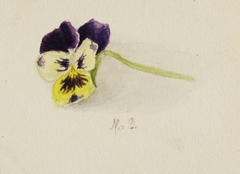 Untitled (Pansy) by Mary Vaux Walcott