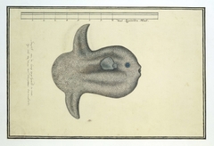 Zonvis (mola mola) by Unknown Artist