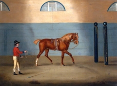 A Chestnut Horse on a Lunge