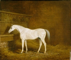 A Grey Racehorse in a Stable by James Barenger