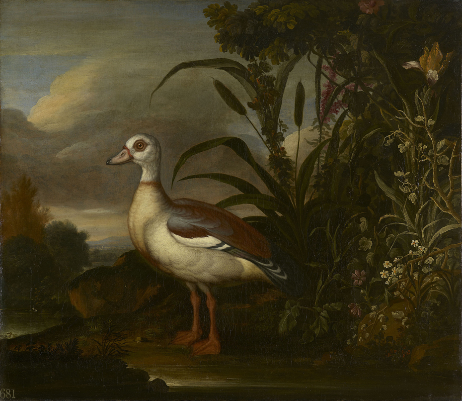 An Egyptian Goose