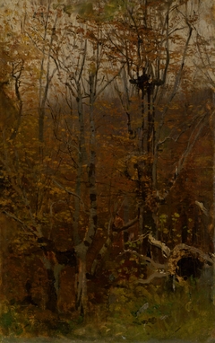 Autumn Hardwood Forest