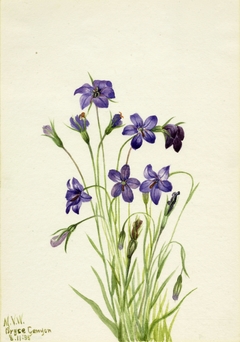 Bellflower (Campanula) by Mary Vaux Walcott