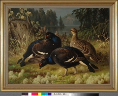 Black Grouse, Two Cocks and a Hen by Ferdinand von Wright