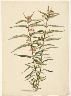 Bloeiende frederiksbloem (Asclepias curassavica) by Laurens Vincentsz. van der Vinne