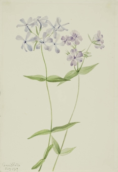 Blue Phlox (Phlox divaricata) by Mary Vaux Walcott