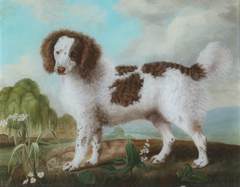 Brown and White Norfolk or Water Spaniel by Unknown Artist