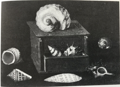 Collection of Shells with their Box by Jacques Linard