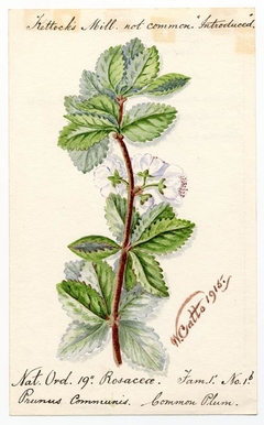 Common Plum (Prunus Communis) - William Catto - ABDAG016184 by William Catto