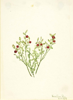 Grouse Whortleberry (Vaccinium scoparium) by Mary Vaux Walcott