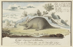 Kaaps aardvarken (Orycteropus afer)