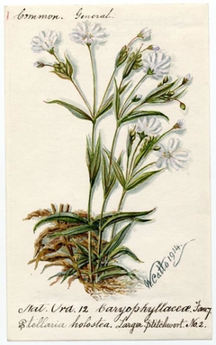 Larger stitchwort (stellaria holostea) - William Catto - ABDAG016390 by William Catto