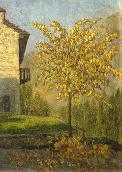 My Lime tree in Malesco (Bazzi) by Carlo Bazzi