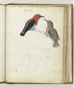Oostindische vogel by Jan Brandes