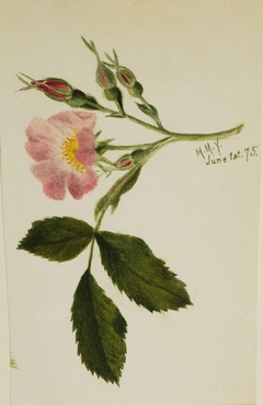 Pink Rose by Mary Vaux Walcott