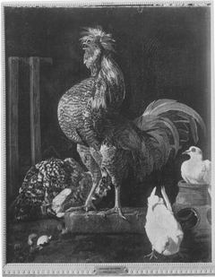 Rooster, Hen and Pigeons