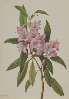 Rose-Bay Rhododendron (Rhododendron carolinianum) by Mary Vaux Walcott