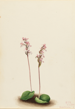 Roundleaf Orchis (Orchis rotundifolia) by Mary Vaux Walcott