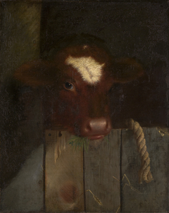The Family Cow (Calf's Head) by William Merritt Chase