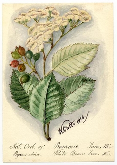 White beam tree (sorbus aria) - William Catto - ABDAG016378 by William Catto