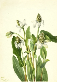 Yerba Mansa (Anemopsis californica) by Mary Vaux Walcott