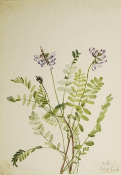 Alpine Milkvetch (Astragalus alpinus) by Mary Vaux Walcott