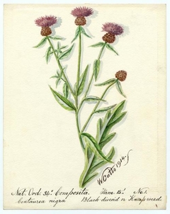 Black-discoid or Knap-weed (Centaurea nigra) - William Catto - ABDAG016297 by William Catto