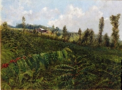 Coffee Plantation, Puna by D. Howard Hitchcock