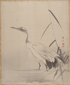 Crane Among Reeds