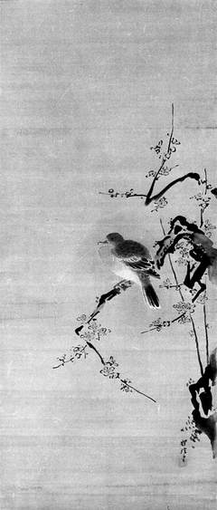 Dove on Plum Tree by Kanō Tanshin